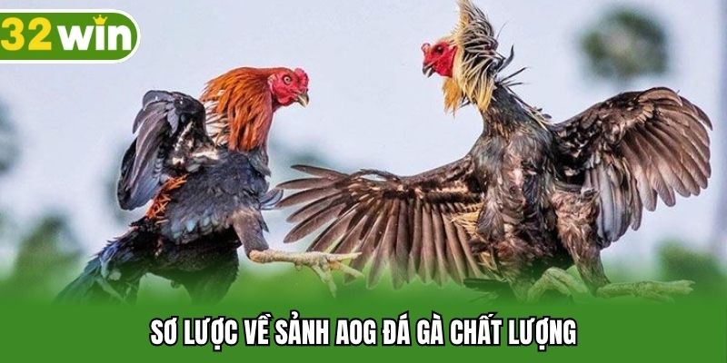 Sơ lược về sảnh AOG đá gà chất lượng